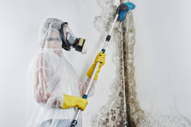 Best Mold Remediation for Schools in Shepherdstown, WV