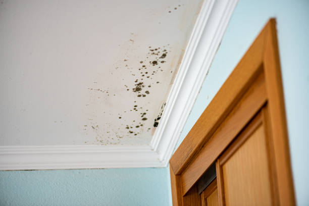 Best Localized Mold Remediation (e.g., coastal areas, humid climates) in Shepherdstown, WV