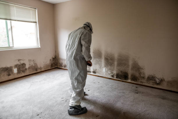 Best HVAC Mold Remediation in Shepherdstown, WV